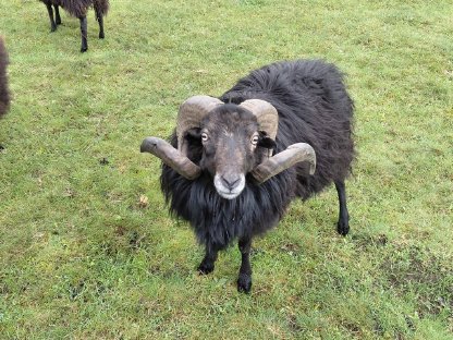 Ouessantbock zu verschenken