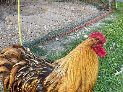 Seidenhühner, Orpington und Buschhühner