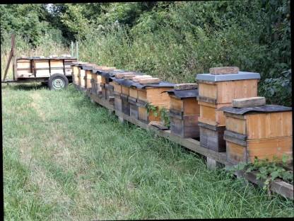Bienenstöcke