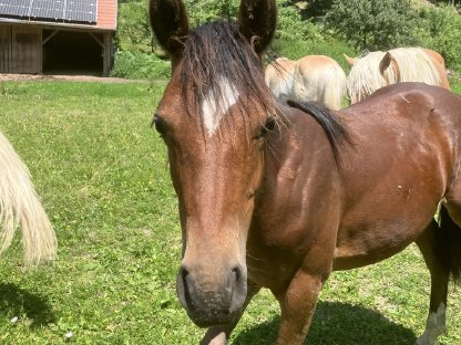 Reitpony Hengstjährling zu verkaufen