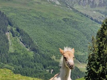 Schönes Haflinger-Stutfohlen