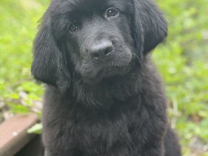 Bild 7:Neufundländer