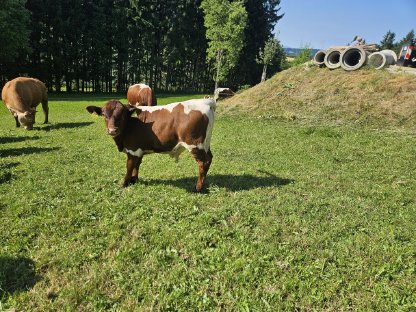 Verkaufe Pinzgauer Zuchtstierkalb, genetisch hornlos