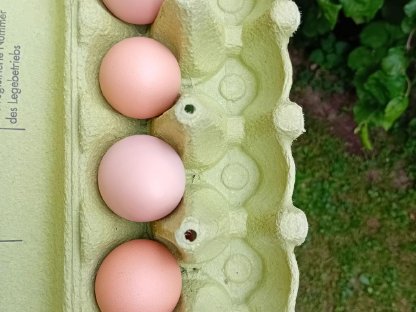 Bild 6:Bruteier - Lavender Araucaner, Seidenhühner, Blumenhühner