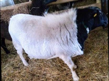 Dorper HB