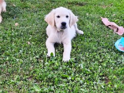 Golden Retriever (Dual-Purpose-Linie)