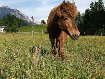 Islandpferd Stute 2024
