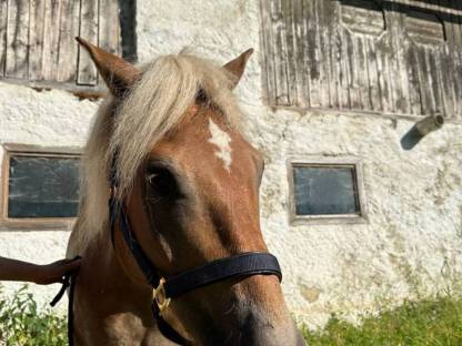 Bild 5:Haflinger Wallach, 8 Jahre