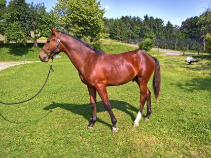Warmbluthengstfohlen