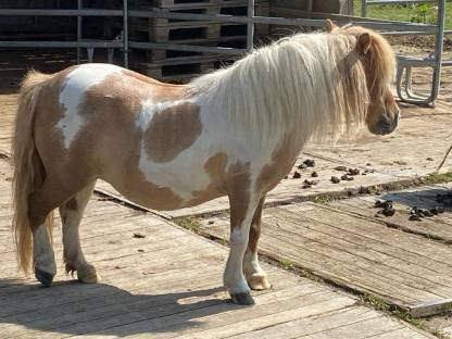 Bild 8:Minishetty, Minipony Stuten