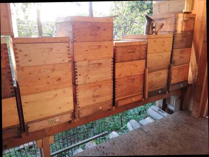 Bild 3:Bio-Bienenvolk, Bienenvölker, Carnica, Ableger