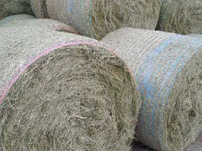 Bild 2:Bio Kleegras/Heu