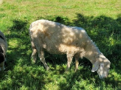 Bild 2:Walliser Schwarznasen Auen