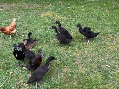 Bild 3:Junge Laufenten, Schneckenfresser, Enten