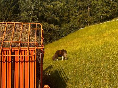 Bild 8:Neuer Preis! Einstellplatz für Pferd oder Pony