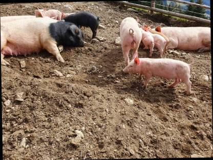 Bio Ferkel