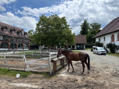 Gut Hallegg - Reiterhof zu verpachten