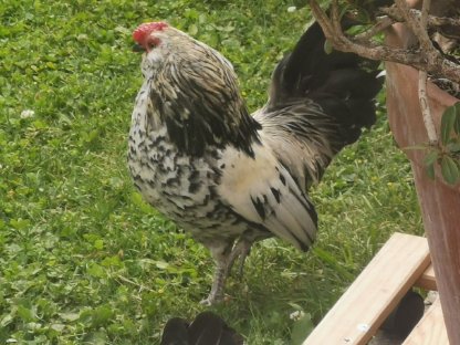 Antwerpener Bartzwerge Hahn