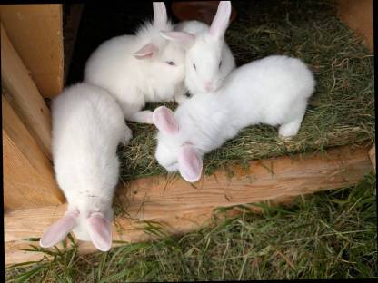 Bild 6:Löwenkopf-Zwergkaninchen zu verkaufen