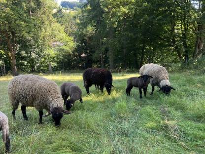 Bild 2:Suffolk Mischlinge