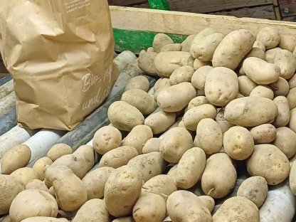 Bio-Futterkartoffeln zu verkaufen