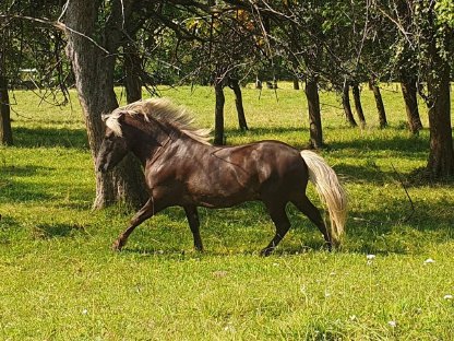 Bild 9:Isländer Jährlingshengste