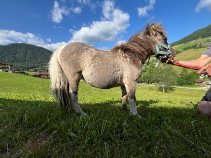 Bild 5:Minishettlandpony