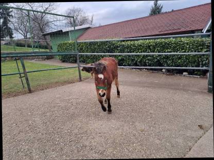 Bild 8:Pony Wallachfohlen zu verkaufen, geb. 7. Juli 24