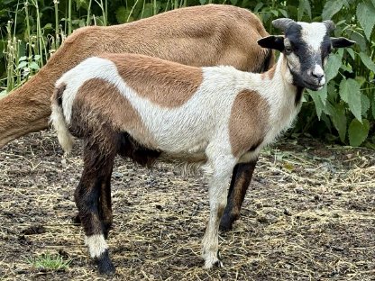 Bild 2:Kamerunböcke