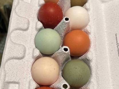 Bild 3:Bruteier Bunte Mischung