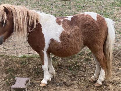 Bild 3:Minishetty, Minipony Stuten