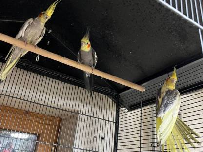 Bild 3:Nymphensittiche