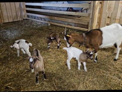 Bild 4:Steirische Scheckenziegenböcke