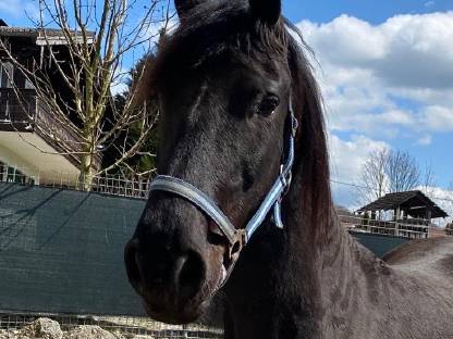 Bild 5:Schönheit Gelina sucht Lebensplatz