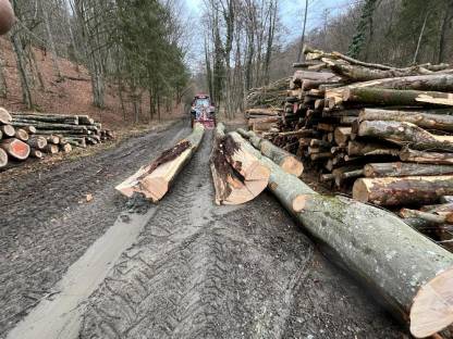 Bild 7:Forstarbeiten