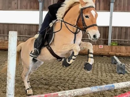 Bild 5:Wunderschöner Sporthaflinger zu verkaufen