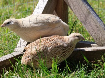 Bild 2:Wachtel Bruteier