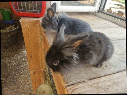 Bild 3:Löwenkopf Zwerghasen