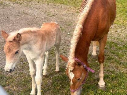 Bild 8:Schönes Haflinger-Stutfohlen