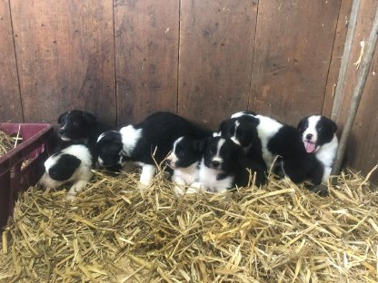 Schöne Border Collies zu vergeben