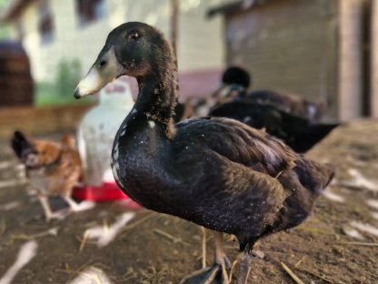 Bild 3:Enten zu vergeben