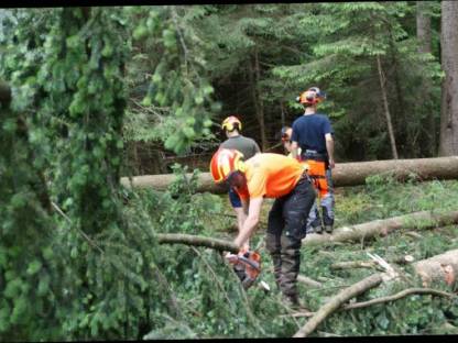 Bild 4:Suche Wochenendjob in der Forstwirtschaft