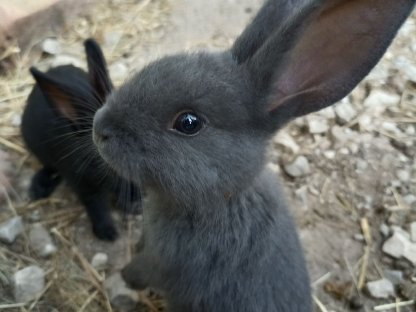 Kaninchen/Hasen suchen neues, schlachtfreies Zuhause
