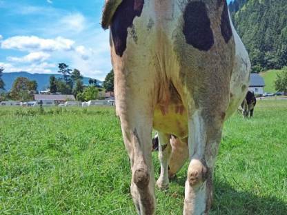 Bild 4:Trächtige Holstein Kalbin