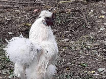 Bild 2:Zwergseidenhähne