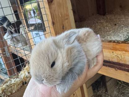 Bild 2:Minilop babys