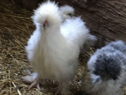 Bild 4:Gänse, Wyandotten, Brahma, Zwergseidis, Amrocks, Bruteier