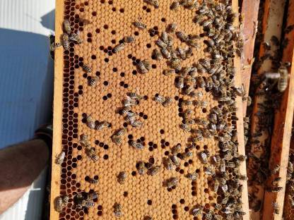 Bild 2:Bienen EHM Carnica Warmbau Schwarm 2025