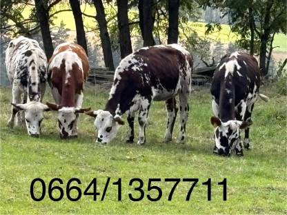 Normande Stier