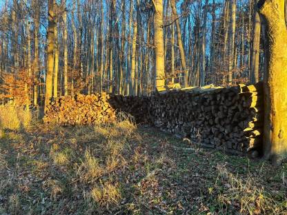 Bild 4:Brennholz Buche